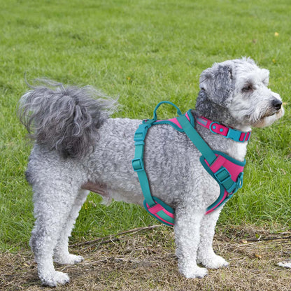 Pawzzle Pop – Colorblock Adjustable Dog Harness