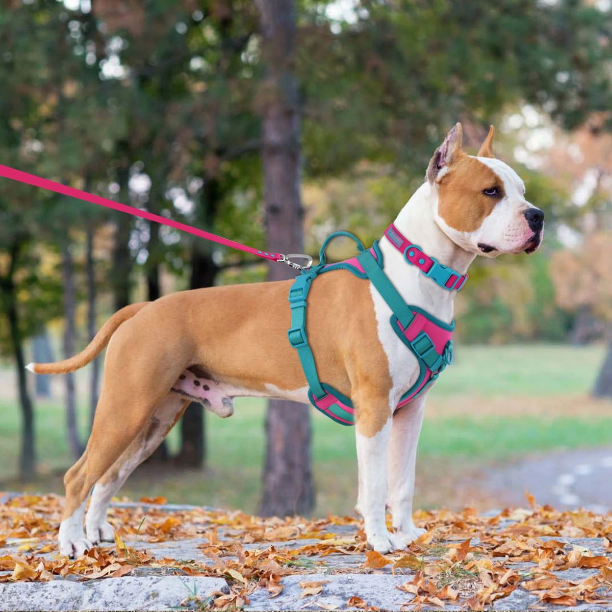 Pawzzle Pop – Colorblock Adjustable Dog Harness