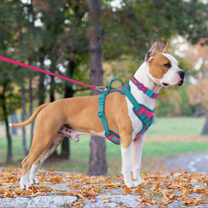 Pawzzle Pop – Colorblock Adjustable Dog Harness