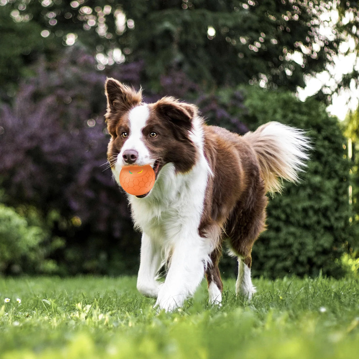 HaloBounce — Interactive Dog Ball