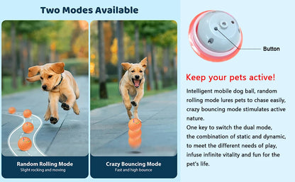 HaloBounce — Interactive Dog Ball