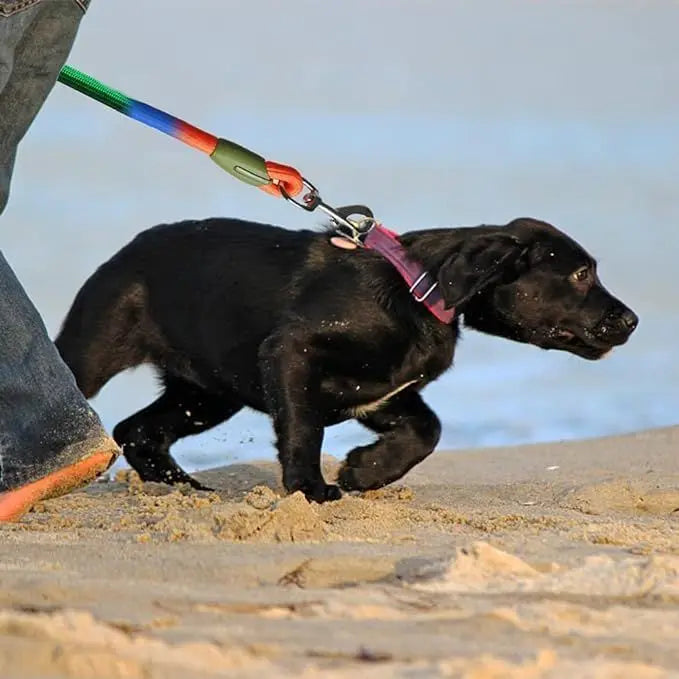 Dual/Double Dog Leash with Elastic Rope, Anti-Burst and Anti-Break, Pet Supplies, Suitable for Running with Your Dog, Features Dual Hook Design and Dual-Purpose Training Leash, Suitable for Small, Medium, and Large Dogs
