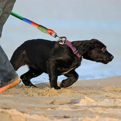 Dual/Double Dog Leash with Elastic Rope, Anti-Burst and Anti-Break, Pet Supplies, Suitable for Running with Your Dog, Features Dual Hook Design and Dual-Purpose Training Leash, Suitable for Small, Medium, and Large Dogs