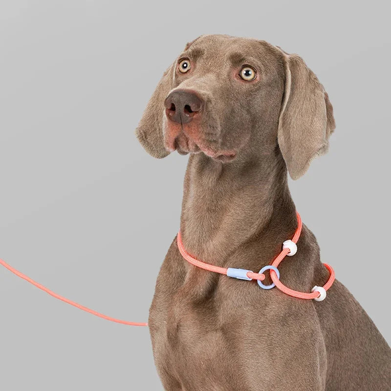 Dog Leash Slip Lead Rope Collar Strong Lightweight Braided Dog Training Leash No Pull Training Lead Leash for Medium & Small Dog