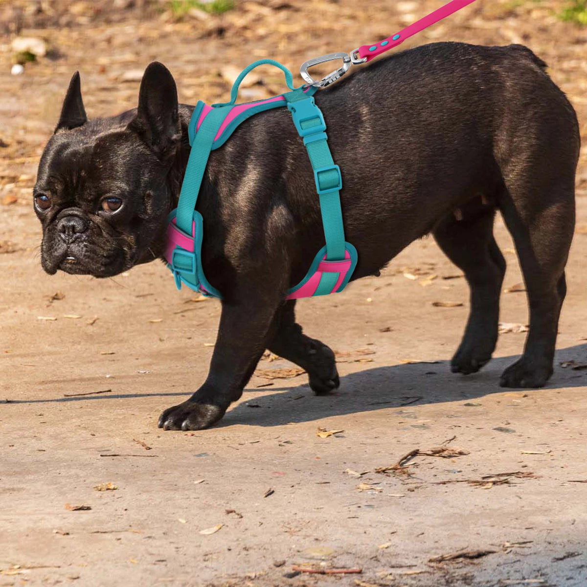 Pawzzle Pop – Colorblock Adjustable Dog Harness