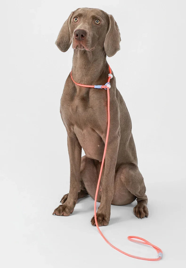 Dog Leash Slip Lead Rope Collar Strong Lightweight Braided Dog Training Leash No Pull Training Lead Leash for Medium & Small Dog