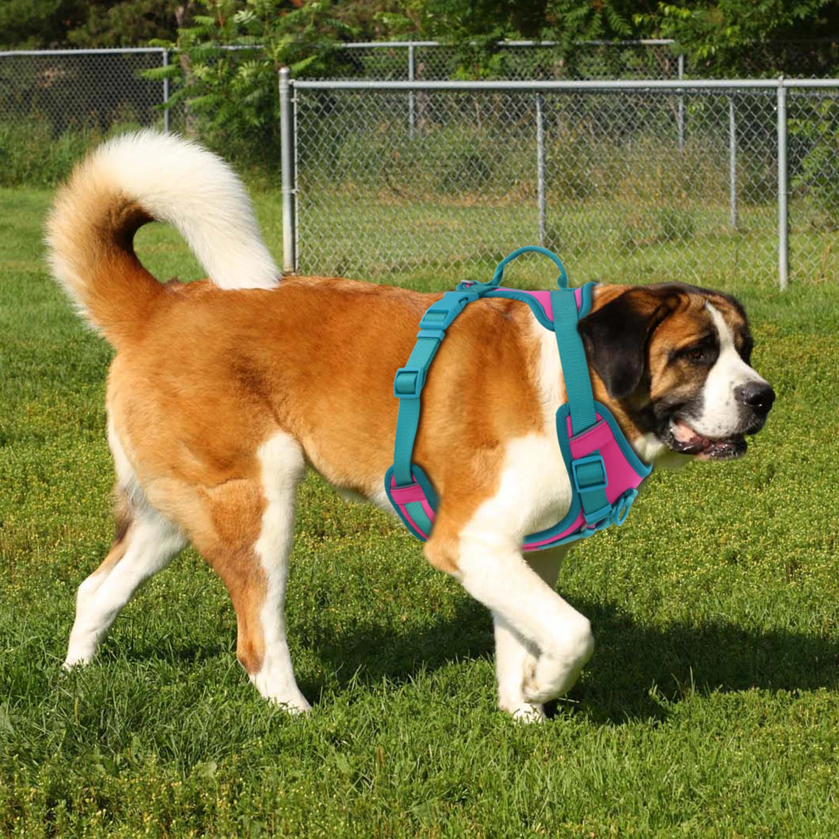 Pawzzle Pop – Colorblock Adjustable Dog Harness