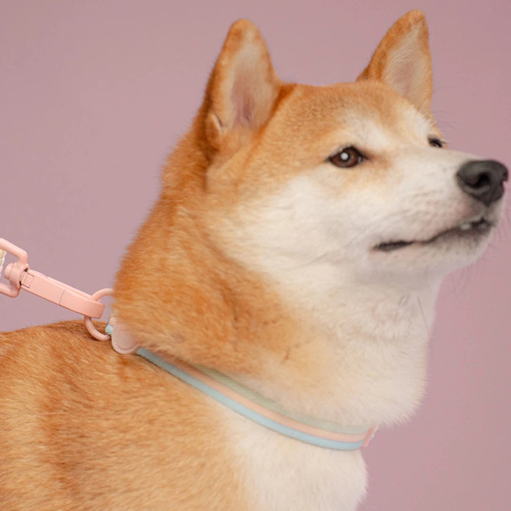 Taffy Twist Woven Dog Collar