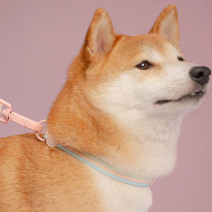 Taffy Twist Woven Dog Collar